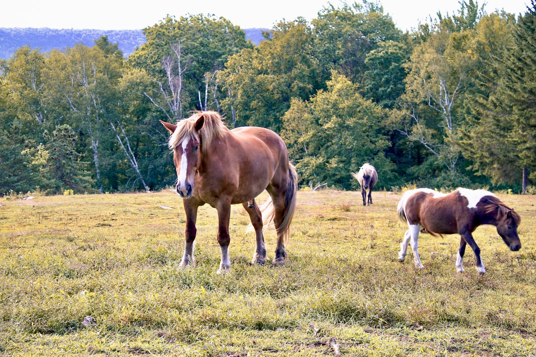 Photo Foal, Meadow